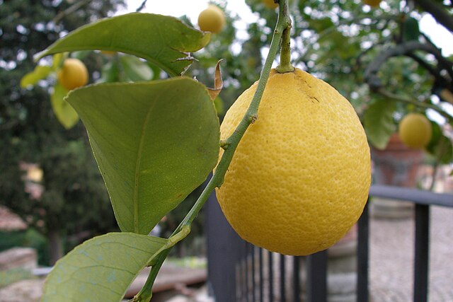 Fresh Lemons